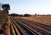 The Track